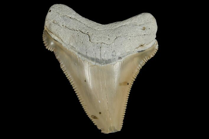 Serrated, Fossil Chubutensis Tooth - Aurora, North Carolina #179800
